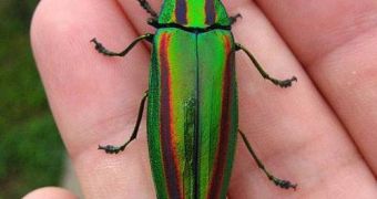 Example of light reflecting off a jewel beetle