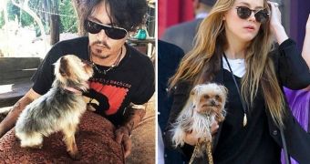 Johnny Depp is facing serious jail time and a hefty fine for "smuggling" his own dogs into Australia