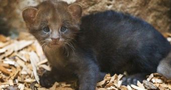 Jaguarundi cub at Prague Zoo finally ventures outside his delivery kennel