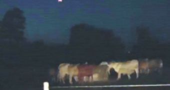 Cow ruins UFO video