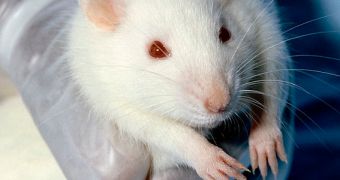 Rats exposed to junk food diets became obese and lazy