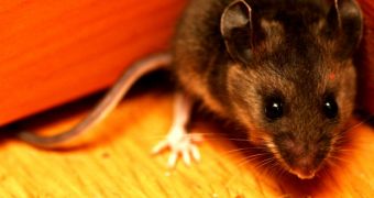 Mice are used in this type of test because their genetic structure closely resembles that of humans