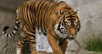 Conservationists warn Sumatran tigers are likely to soon go extinct