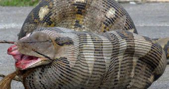 The bloated python has swallowed a pregnant ewe