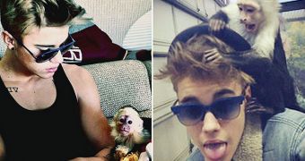 Justin Bieber's Monkey Gets Comfortable in His New Home