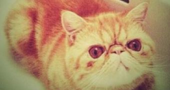 Justin Bieber’s Pet Cat, Tuts, Gets His Own Twitter