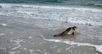Rescued harper seal is allowed to go back to its home in the ocean