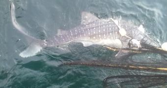 Fishermen free whale shark that got caught in their fishing nets
