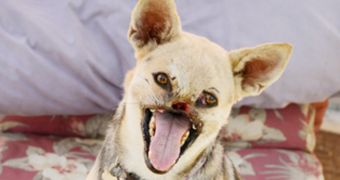 Kabang, Hero Dog That Lost Snout, Released from Hospital