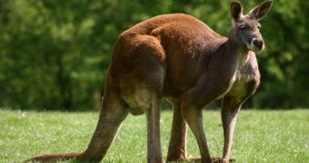 Researchers find red kangaroos in Australia often use their tail as a fifth leg