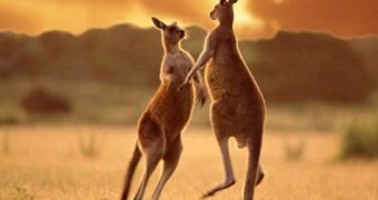 Kangaroos originated in South America, according to a new genetic study
