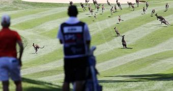 Kangaroos show up at the Royal Canberra, disturb Women's Australian Open
