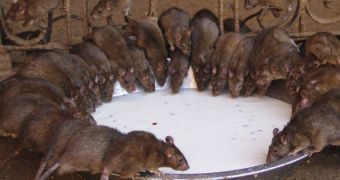 Karni Mata Temple in India Houses 20,000 Rats Worshipped by Locals