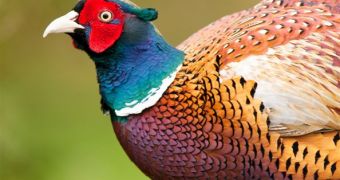 35 million pheasants are mass-produced  so that they can be shot down, annually, only in the UK