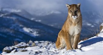 Cougar kills keeper, an investigation is ongoing