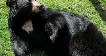 Black bears become incredibly persistent after they taste garbage for the first time