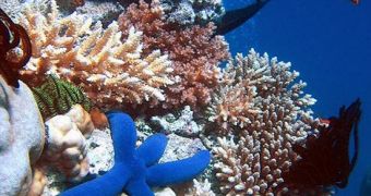 Coral reefs that produce more noise are healthier than quieter ones