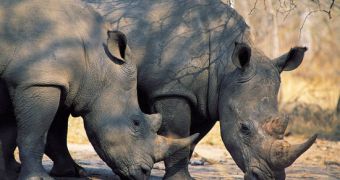 Green group says Kenya should put its remaining rhino population behind fences