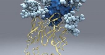 This is the new picture of hepatitis C's E2 protein, which the virus uses to infect liver cells