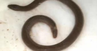 Kids Find Two-Headed Snake, Keep It as a Pet [Video]