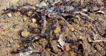 Eciton ants dismembering a scorpion
