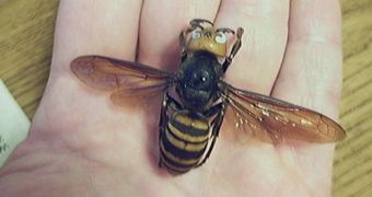 The Vespa Mandarinia are the largest hornets in the world