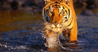 Killer Tiger Terrorizes Thai Villagers