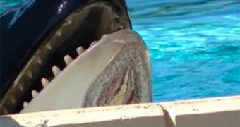 Killer whale at SeaWorld has massive chin injury, PETA holds the marine park responsible