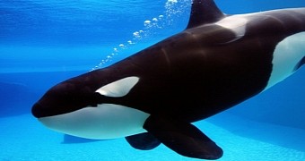 Study finds orcas can “talk” like bottlenose dolphins