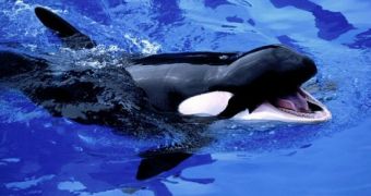Researchers say killer whales go through menopause to better look after their grandchildren