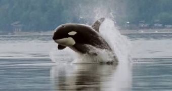 Orcas, or killer whales, meet up in social spots and form superpods, where they establish social relations and maintain them
