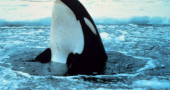 Killer whales trapped in ice are in desperate need of help