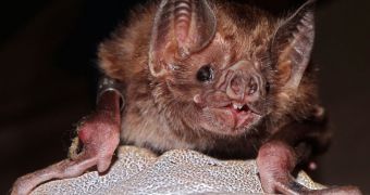 Killing off bat colonies does little to stop the spread of rabies