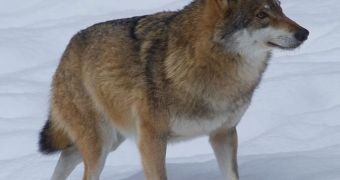 The role of top predators such as wolves inside habitats has not yet been fully understood