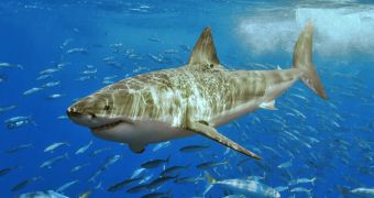 Killing sharks harms coral reefs, researchers warn