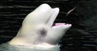 Kim Basinger hopes President Vladimir Putin will agree to release captive beluga whales living in Russia