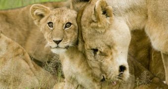 Lion cub with mother
