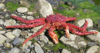 If ocean waters warm up the king crab could invade Antarctica