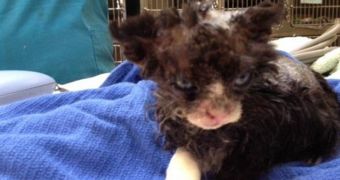 Kitten is rescued after being set on fire and abandoned in a park