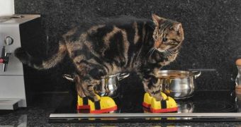 Kitten gets to wear heat-proof boots when playing the kitchen assistant
