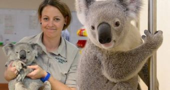 Koala gets hit by a car, lives to tell the tale