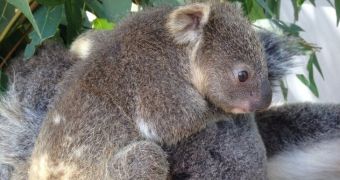 6-month-old baby koala makes its public debut at zoo in Australia