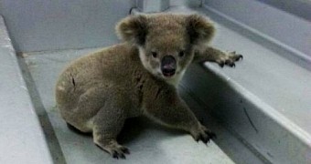 This past weekend, a koala was taken into police custody in Australia