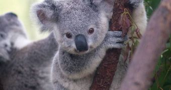 Koala bears could be facing extinction, a new study says