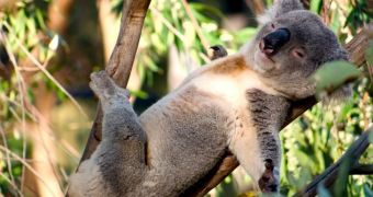 Study finds tree hugging helps koalas regulate their body temperature