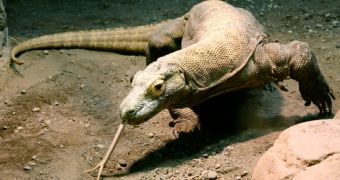 Komodo dragon attacks two park rangers in Indonesia
