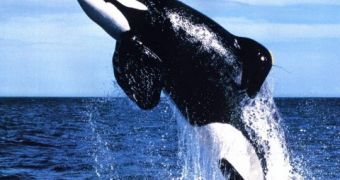 Korea plans to kill endangered whales