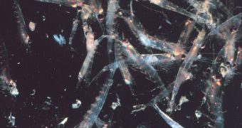 Krills bring large amounts of iron to the surface of the ocean, allowing phytoplankton to bloom