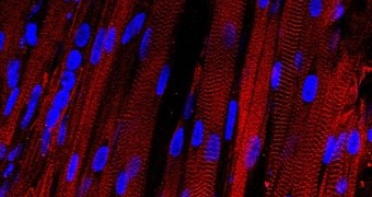 Microscopic view of the lab-made muscle fibers