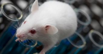 Study finds laboratory mice and rats do not like being around men, become stressed when in their presence